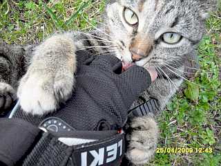 Katze