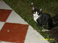 Katze als 
