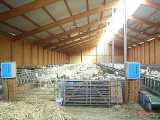 Schafstall innen